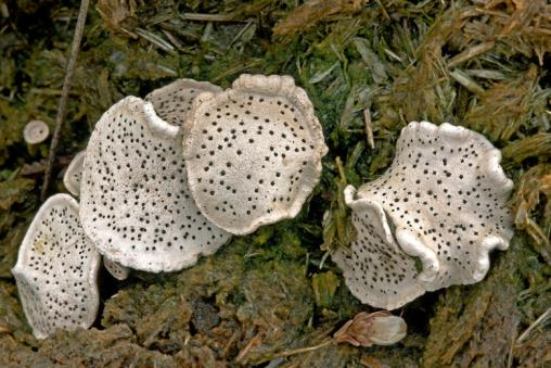 Paddenstoel van de Maand: Grote speldenprikzwam De International Union for Conservation of Nature (IUCN) heeft de Grote speldenprikzwam niet op de officiële Rode Lijst van de wereld gezet, maar hij