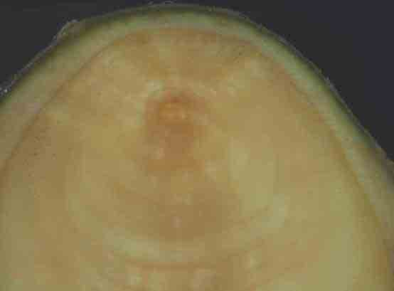 Fig. 51. Fraxinus excelsior, knobbelontwikkeling, oud stadium (DC-0018). Streepje is 1cm. Fig.