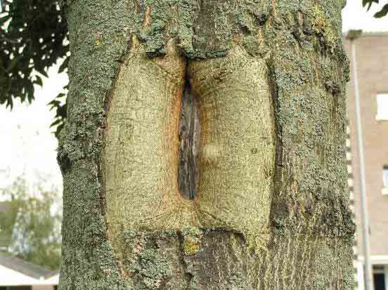 Fig. 69. Overzicht Fraxinus excelsior Atlas, es op het moment van monstername in April 2006 Fig. 70.