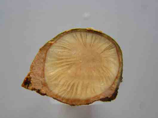 Platanus acerifolia - plataan Fig. 116. Platanus acerifolia, plataan op Burg.