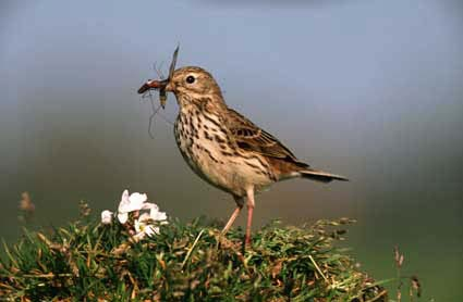 BIJLAGE 2 Beschrijving bijzondere vogels Nederlandse naam Locatie Omgevingseisen Gele kwikstaart In het plangebied open landbouwgebieden met een dichte vegetatie van 40 tot 65 cm. hoogte.