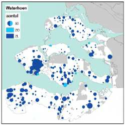 4.5 Waterhoen Verspreiding Het waterhoen komt als broedvogel verspreid over Zeeland voor (Vergeer & van Zuylen 1994). Alleen in gebieden met weinig of geen water (duinen) ontbreekt de soort.