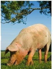 Stap 3: Het houden van dieren Het houden van dieren In de kennisbank heb je een stukje kunnen lezen over het houden van dieren. Dat stukje staat hieronder nogmaals.