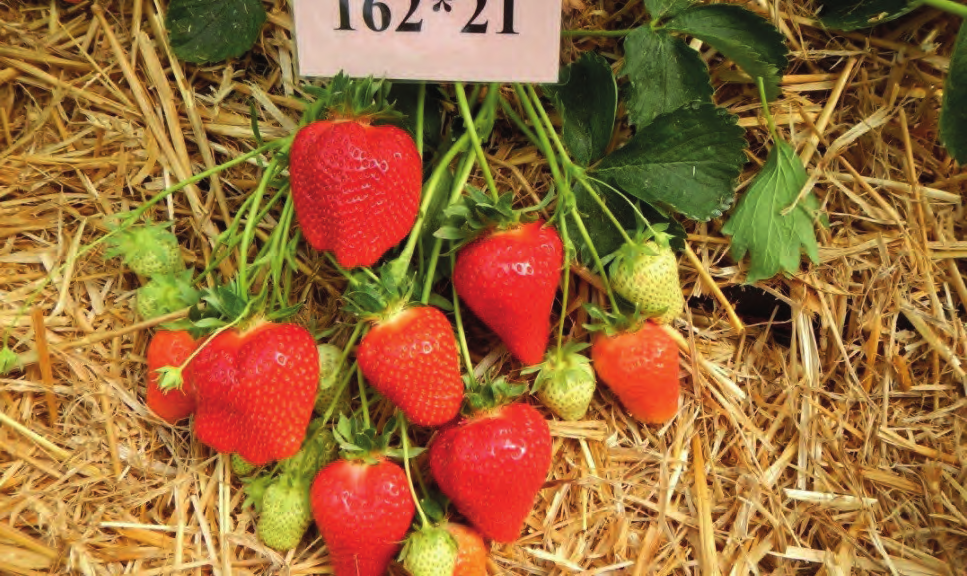 Bemesting en nutriëntenhuishouding Ook het effect van bemesting op de biologische teelt van Joly was het voorwerp van onderzoek. Er werden 4 objecten aangelegd (telkens in 4 herhalingen).