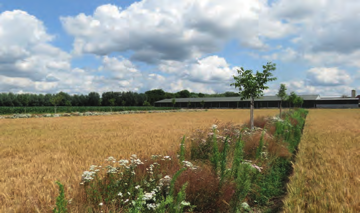 Ook met betrekking tot het effect op gewasopbrengst werden reeds grote verschillen genoteerd in functie van het geteelde landbouwgewas.