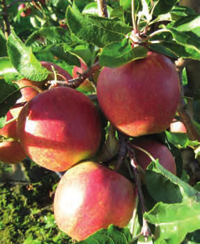 Isaaq /CIV 323 Natyra /SQ159 Resultaten In 2009 werden de eerste interessante nieuwe resistente appelrassen in een biologisch perceel opgeplant.