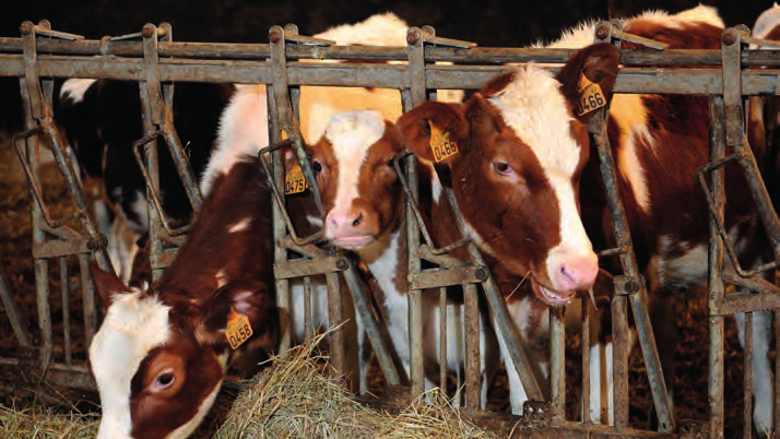 d biologische bedrijven. In verschillende landen is het duidelijk dat er een substitutie tussen maïs en grasland is tussen conventionele low-input en biologische landbouwbedrijven.