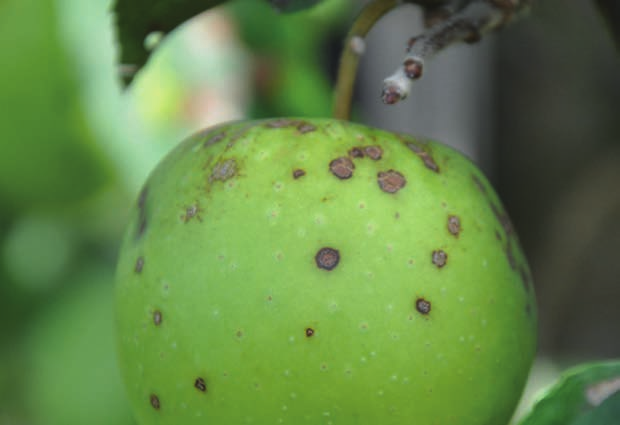 bij appel. Ten laatste zal aan de hand van dezelfde moleculaire methodiek de aanwezigheid van latente schurft zowel op het blad als de vrucht bestudeerd worden.
