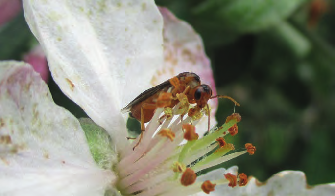 Nood aan alternatieve biologische correctiemiddelen De doelstelling van dit project is om via een aantal veldproeven de efficiëntie van mogelijke alternatieve (uiteraard biocompatibele)