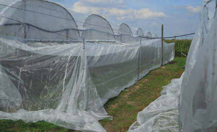 plastieken zijkanten van de tunnels verhoogd en werd er meer net gebruikt waardoor er meer verluchting was en het klimaat verbeterde. Naar werking tegen D. suzukii bleek dit even effectief.