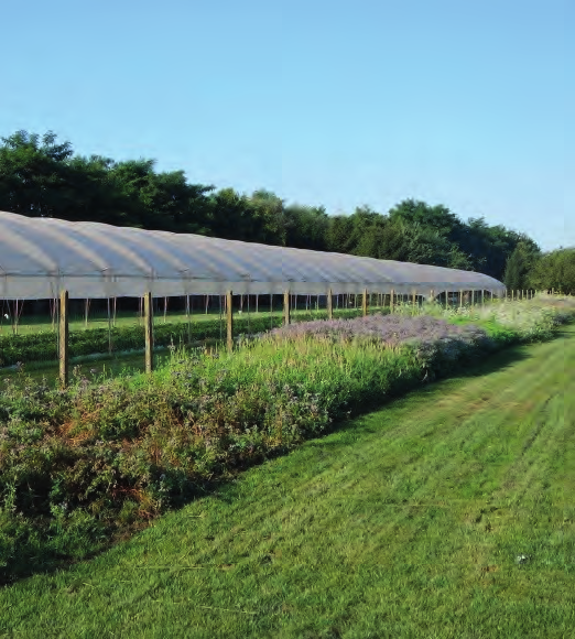 De ene trips is de andere niet Naast het aantal tripsen, gingen we ook na welke tripssoorten in de aardbeiteelt voorkomen. Niet alle soorten brengen immers evenveel schade toe aan aardbeien.