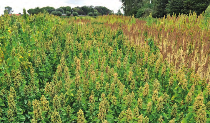 Teelt op punt zetten De biologische teelt van quinoa is een kans voor een beperkt aantal telers. In het droge voorjaar van 2015 was meermaals wiedeggen voldoende voor een goede onkruidbestrijding.