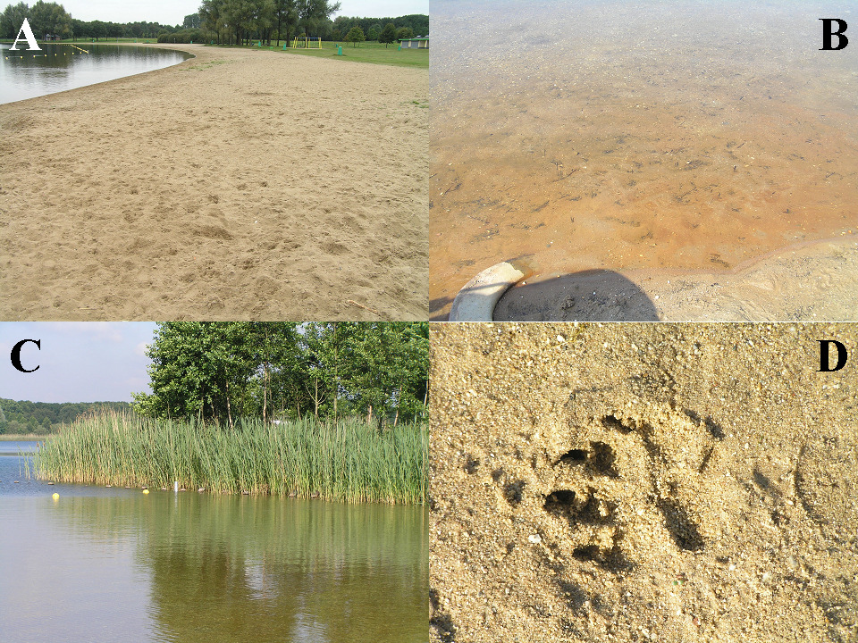 Figuur 4. Een kaal en zanderig strand (A), een roodgekleurde bodem (B), brede rietkragen langs de plas (C) en hondenpootafdrukken (D) In de plas wordt gevist.