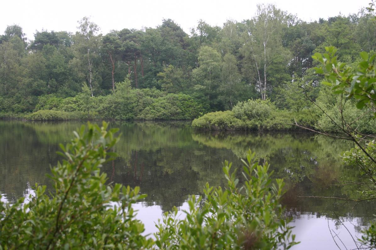 Nabij de bouwlocatie Berkensingel is een nest van de kale rode bosmier aangetroffen.