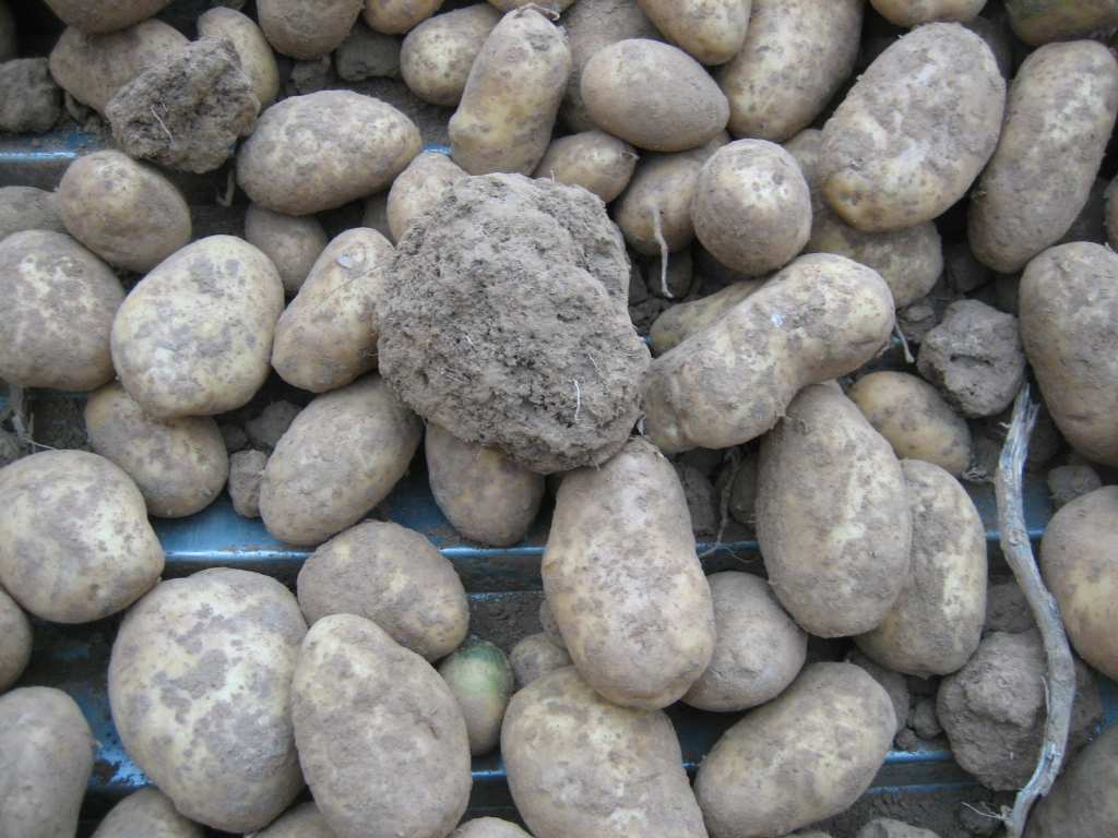 Afbeelding IX.9. Veel losse grond. De aardappelen werden gesorteerd over de stortbak (1 oktober 2009) Afbeelding IX.10. Aardappelen sorteren.