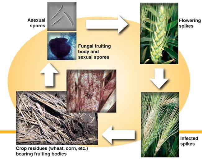 Fusarium spp.