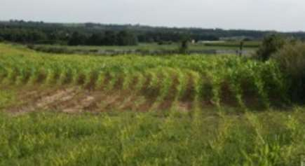 Maïs in 2012 op veel