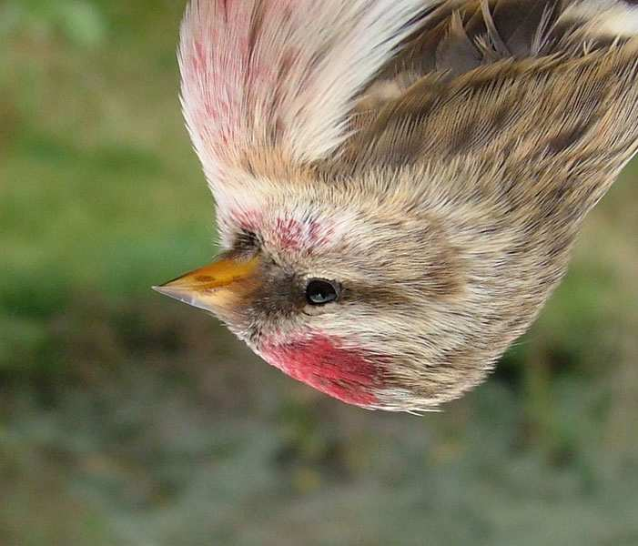 Stichting Vogelringstation