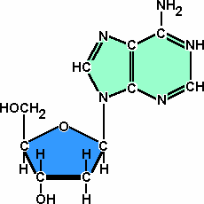 7 We gaan nu de koolstofatomen in onderstaand pentose te nummeren.