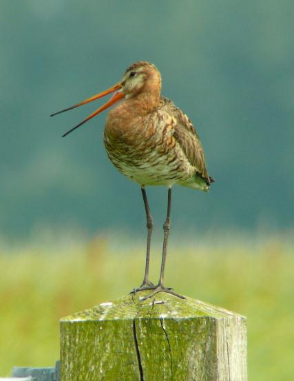 Maakbare natuur 13 CONTEXT 2 BOER ZOEKT GRUTTO Voorbereiding buitenopdracht Ter voorbereiding op de buitenopdracht van les 9 wordt de presentatie Boer zoekt grutto vertoond.