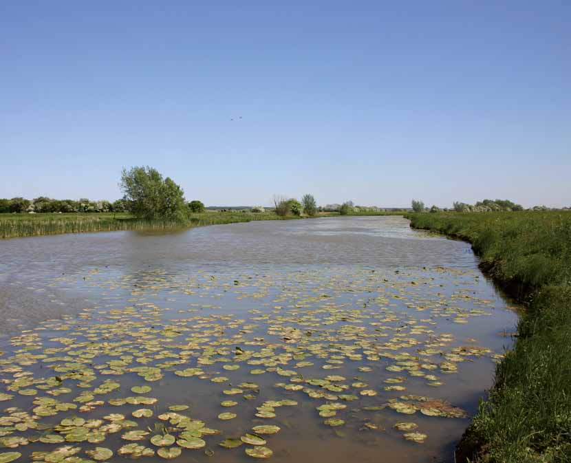 x Foto: Dienst Landelijk Gebied Kwelgeul Amerongse Bovenpolder Langs de Neder-Rijn starten in 2011 de werkzaamheden in de Amerongse Bovenpolder.