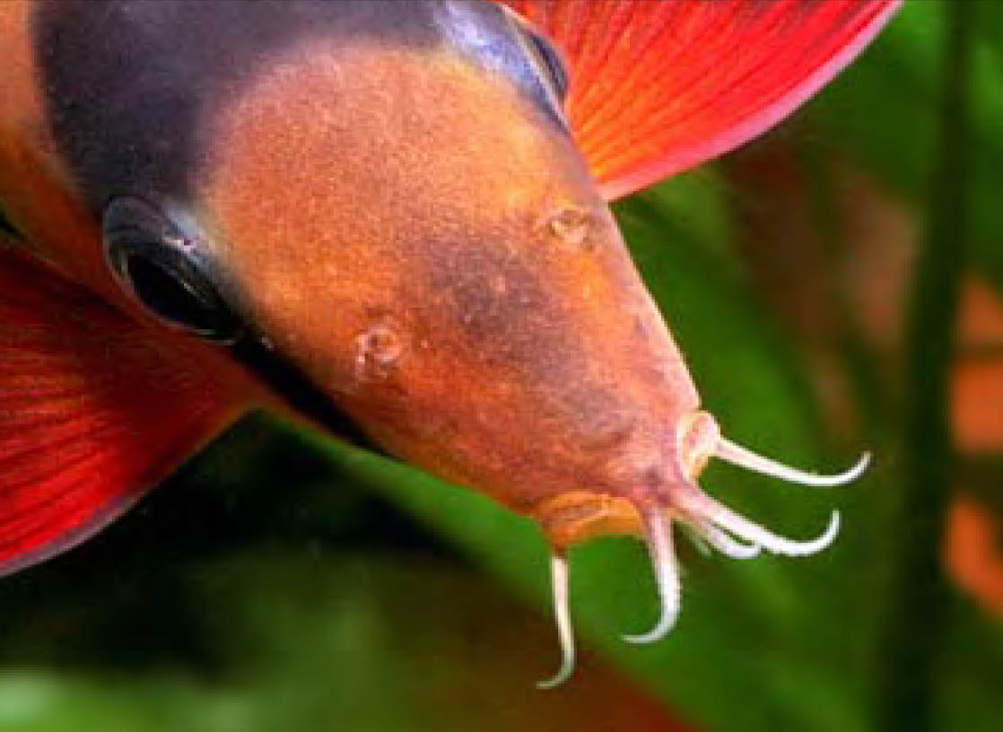 Cobitidea (modderkruipers) 6 Modderkruipers waren vroeger niet zo ontzettend populair in de aquaristiek.