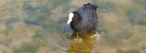 Opdracht 2 Naar de overkant Dieren lopen op verschillende manieren. Een kikker springt, een vogel vliegt en een eekhoorn klimt. Kunnen jullie de dieren nadoen en snel naar de overkant?