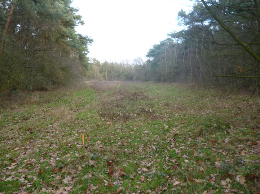 Foto compensatieperceel 5. Aanplant en beheer Vanuit het plan worden singels, bosgebieden en bomenrijen aangeplant.