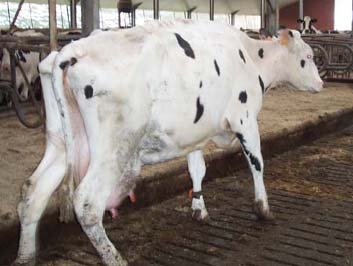 Speenpuntvereelting komt vooral voor tijdens de lactatiepiek en kan verergeren bij het gebruik van irriterende dip- of spraymiddelen.