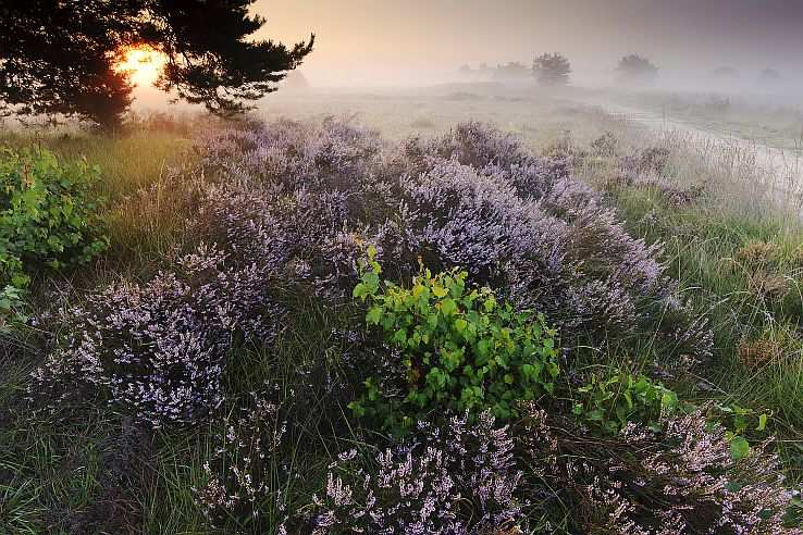 november & december 2012 Creatuur 20 november: Gert vander Flier Sfeer 18 december: Andrew George Natuurfotografie dicht bij huis