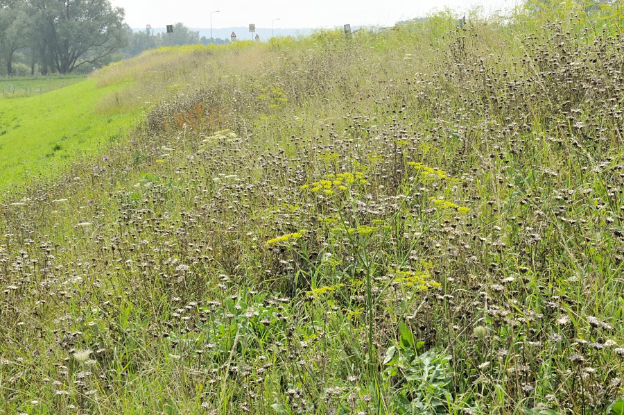 Veel insectensoorten zijn afhankelijk van de nectar en het stuifmeel van bloeiende planten.