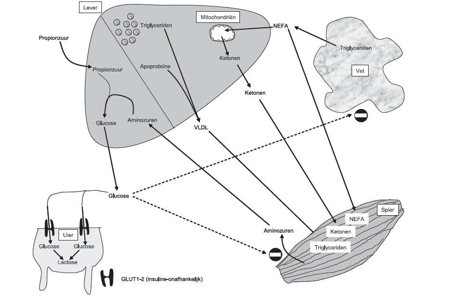 Figuur 5. Samenvattende figuur pathogenese (uit Bossaert et al., 2008). 1.3 INDICATOREN VAN DE NEBAL De energiebalans van een dier kunnen we op verschillende manieren meten. We kunnen dit o.a. proberen door gebruik te maken van indicatoren zoals glucose, vrije vetzuren en ketonen lichamen die in bloed of urine worden gemeten.