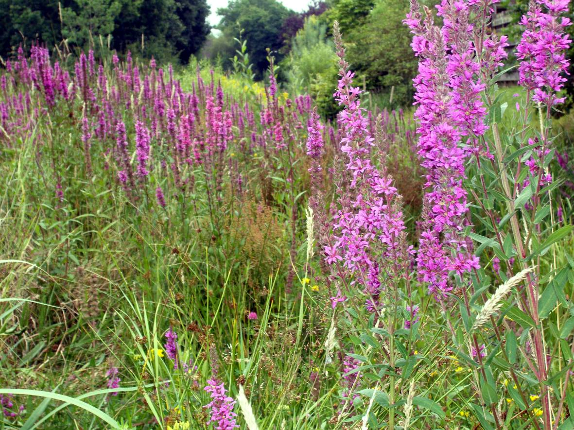 Inventarisatie oever- en waterplanten van waterlopen in de wijk Spierveen in Eelde-Paterswolde Grote kattenstaart (foto