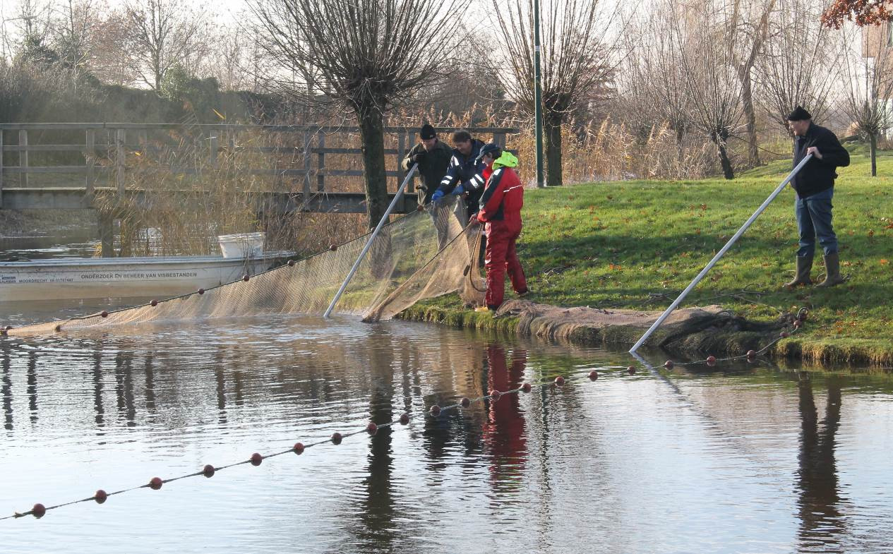 - Gemeentewateren te Woudenberg - 4.2 Visonderzoek en gegevensverwerking Alle gevangen vis is kort voor de soortbepaling en het meten en wegen in een speciale verdovingsvloeistof licht verdoofd.