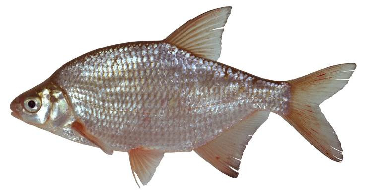 - Gemeentewateren te Woudenberg - KOLBLEI (Blicca bjoerkna) Leefomgeving De kolblei is een algemene vissoort van stilstaand en langzaam stromend, zoet en brak water.