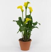 2 Imago Zantedeschia 2.1 Decoratieve, sierlijke plant Consumenten hebben spontaan hun reactie gegeven op de Zantedeschia.