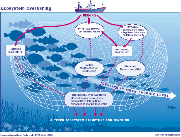 Overbevissing: Warning Signs? 1. Few age classes: Small fish 2.