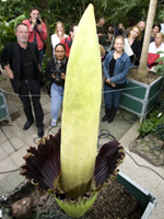 Afbeelding 5: Vuur (Botrytis tulipae) in tulp (www.wur.nl). 2.