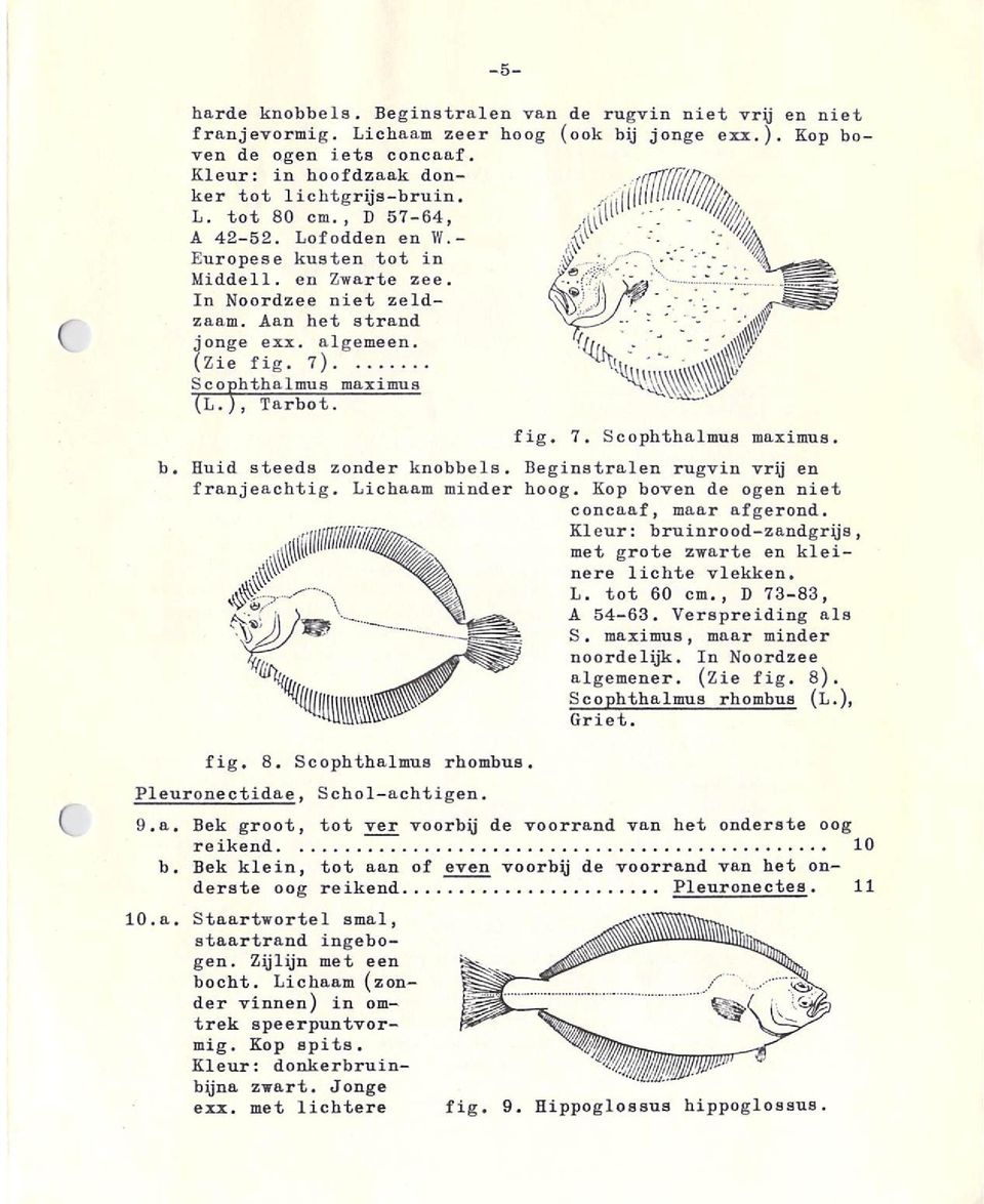 ), Tarbot. fig. 7. Scophthalmus maximus. Huid steeds zonder knobbels. Beginstralen rugvin vry en franjeachtig. Lichaam minder hoog. Kop boven de ogen niet concaaf, maar afgerond.