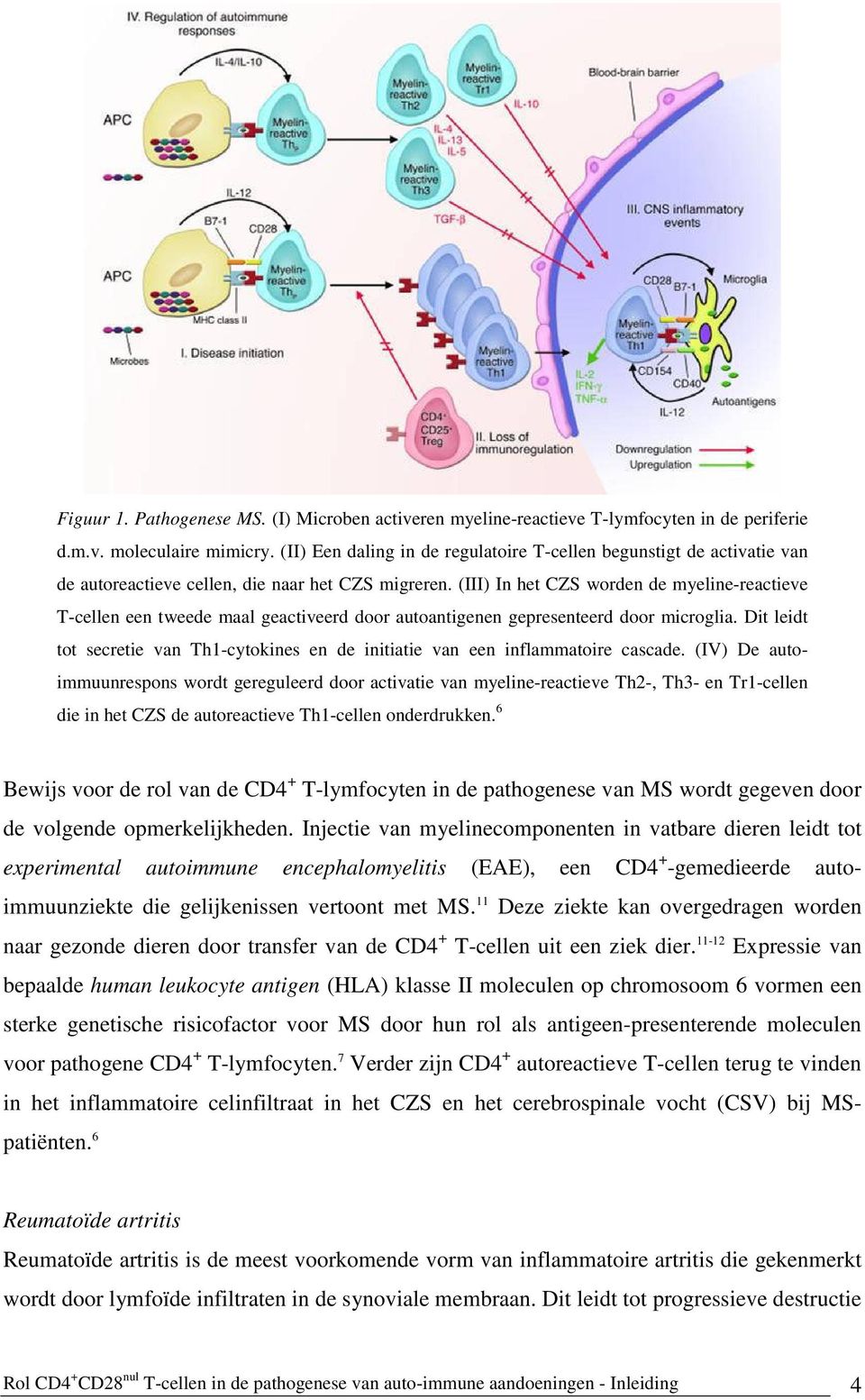 (III) In het CZS worden de myeline-reactieve T-cellen een tweede maal geactiveerd door autoantigenen gepresenteerd door microglia.