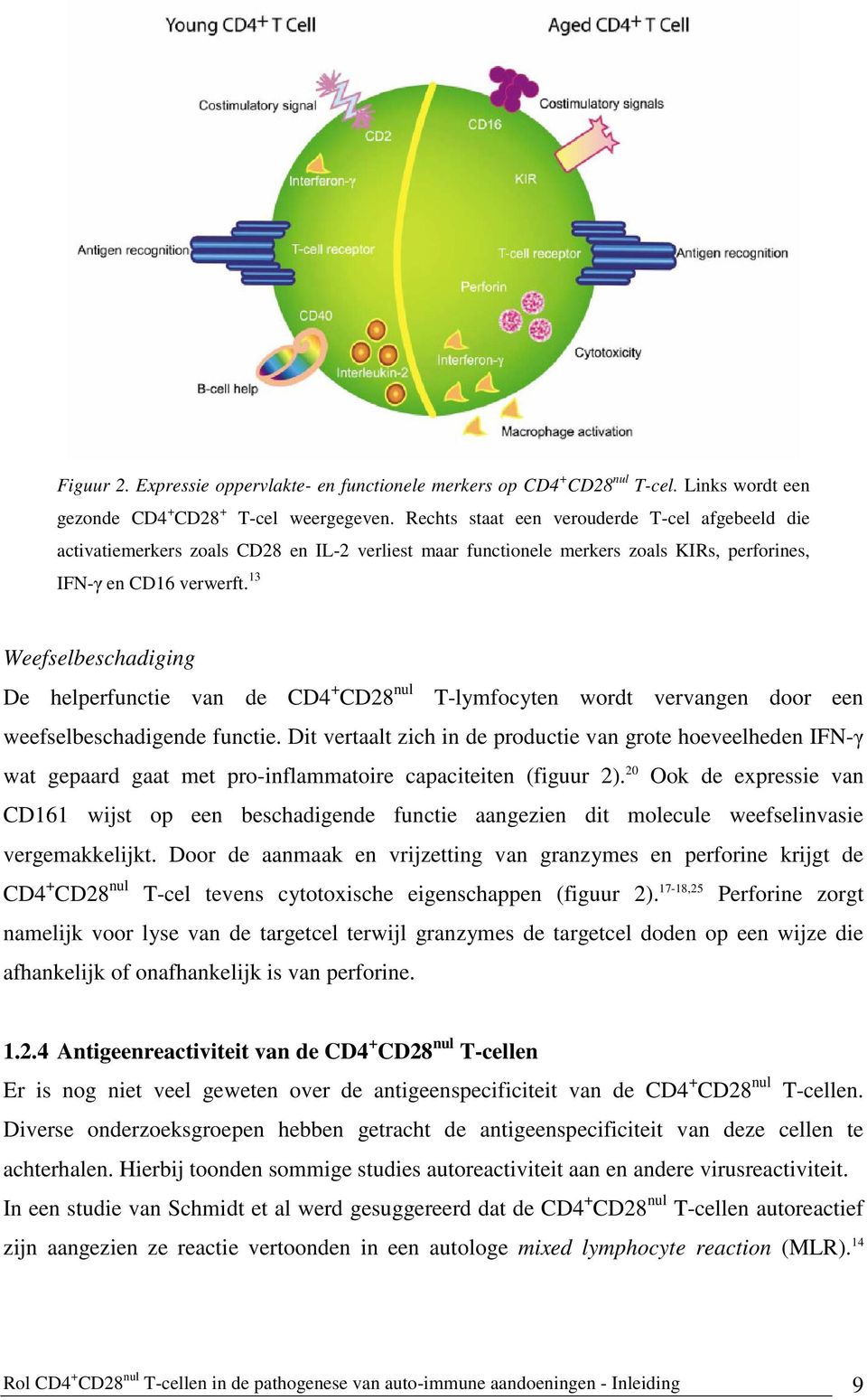 13 Weefselbeschadiging De helperfunctie van de CD4 + CD28 nul T-lymfocyten wordt vervangen door een weefselbeschadigende functie.