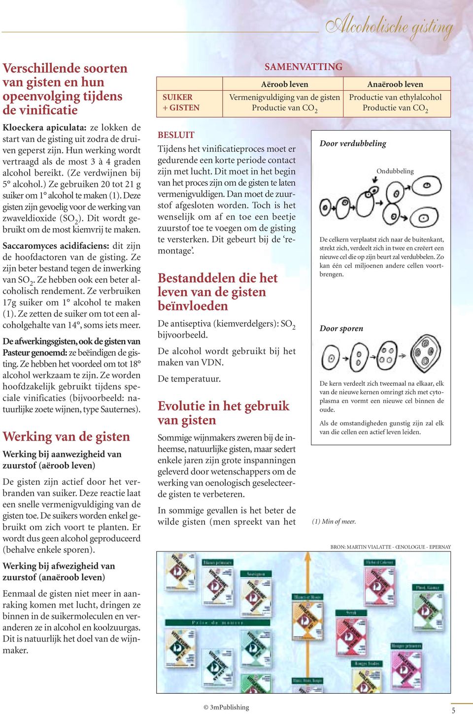 Deze gisten zijn gevoelig voor de werking van zwaveldioxide (SO 2 ). Dit wordt gebruikt om de most kiemvrij te maken. Saccaromyces acidifaciens: dit zijn de hoofdactoren van de gisting.