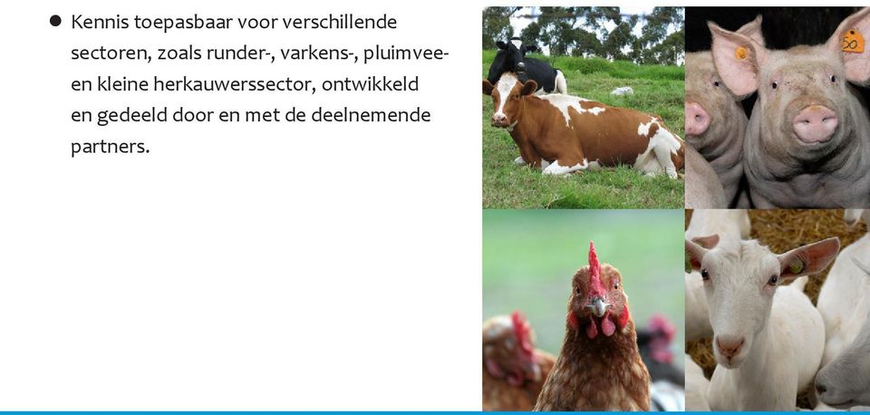 pluimvee- en kleine herkauwerssector,