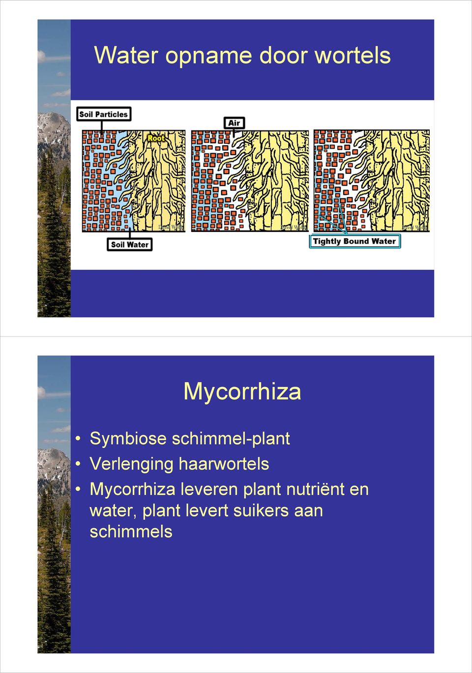 haarwortels Mycorrhiza leveren plant