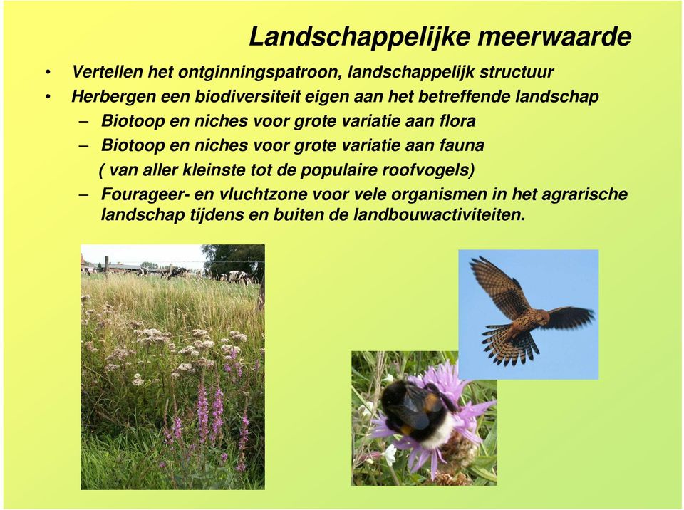 Biotoop en niches voor grote variatie aan fauna ( van aller kleinste tot de populaire roofvogels)