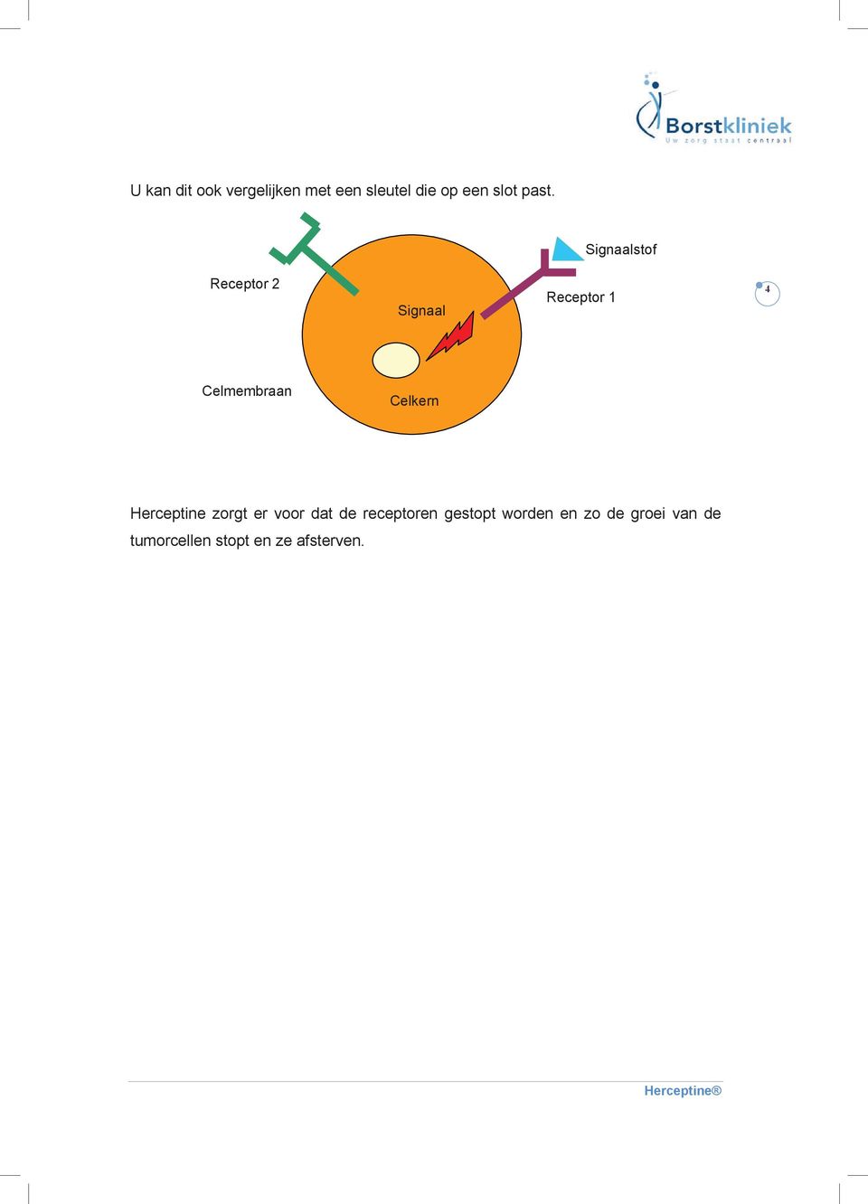 Celmembraan Celkern Herceptine zorgt er voor dat de