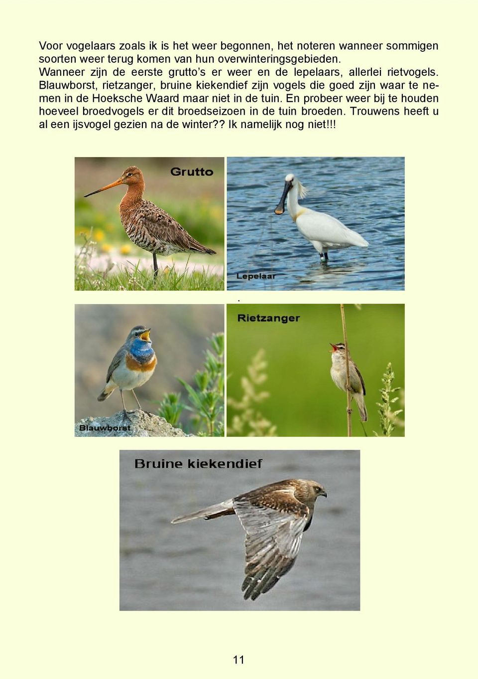 Blauwborst, rietzanger, bruine kiekendief zijn vogels die goed zijn waar te nemen in de Hoeksche Waard maar niet in de tuin.