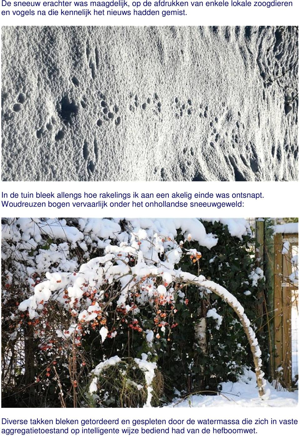 Woudreuzen bogen vervaarlijk onder het onhollandse sneeuwgeweld: Diverse takken bleken getordeerd en