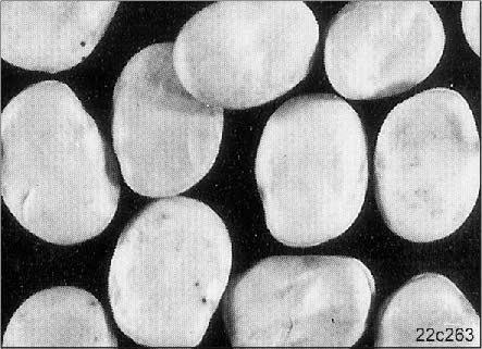Opbouw en werking 5.3.9 Uitzaaien van bonen Uitzaaien van bonen tot een TKG van ca. 400 g Bonen tot een 1000-korrel-gewicht (TKG) van ca. 400 g, met vorm en grootte zoals in de afbeelding (Afb.