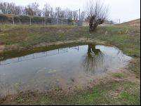 Bladpootkreeftjes in de Rijnstangen Bericht uitgegeven door Stichting RAVON op woensdag 16 mei 2012 Tijdens veldonderzoek dit voorjaar in de Rijnstrangen in de omgeving van Zevenaar zijn door